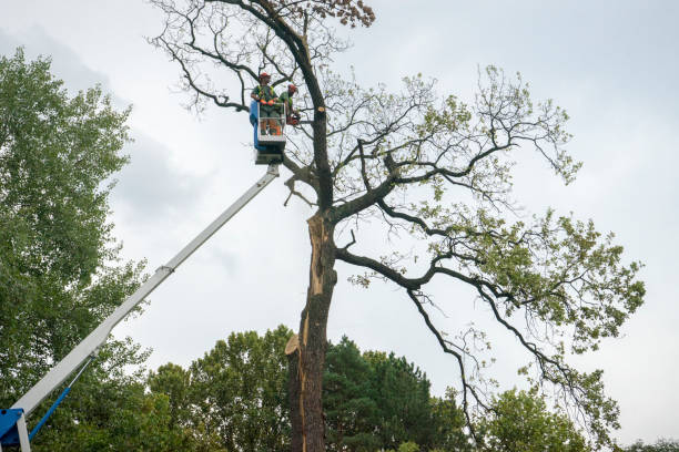 How Our Tree Care Process Works  in  Lawrenceburg, KY