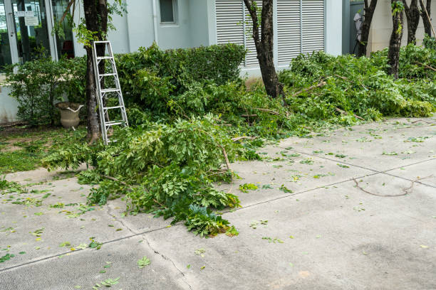 Best Fruit Tree Pruning  in Lawrenceburg, KY
