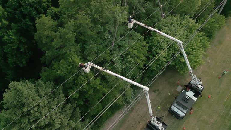 Professional Tree Services in Lawrenceburg, KY